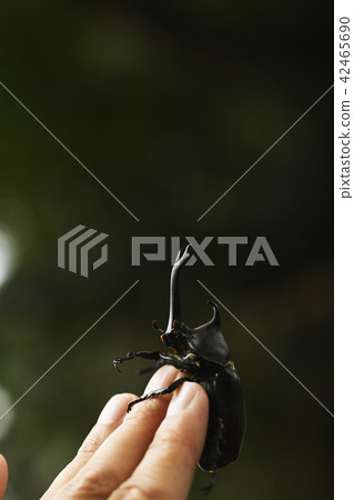 甲蟲昆蟲夏天圖像暑假生活生物自然昆蟲 甲蟲昆蟲夏天圖像暑假生活生物自然昆蟲 42465690