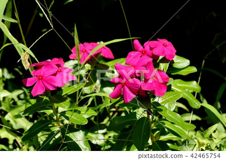 Nichinichiso blooming in Mitaka Nakahara Nichinichiso blooming in Mitaka Nakahara 42465754