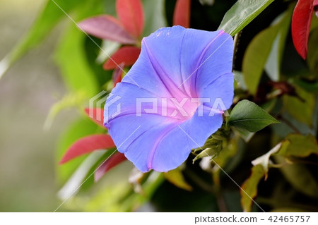 Morning glory which blooms in Mitaka Nakahara 42465757