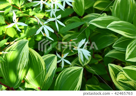 冷卻材料 42465763