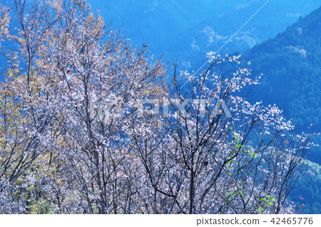 Winter cherry tree 42465776