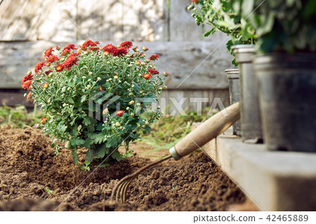 Planting red chrysanthemum bush in the garden in summer evening 42465889