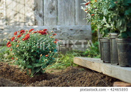 Planting red chrysanthemum bush in the garden in summer evening 42465893