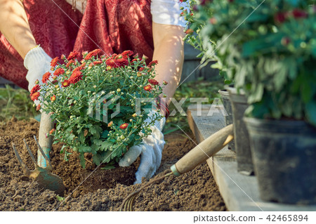 Hands of a woman in protective gloves planting a bush of a red chrysanthemum to the earth in the 42465894
