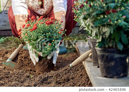 Female hands in garden gloves planting flowers in the garden in summer Female hands in garden gloves planting flowers in the garden in summer 42465896