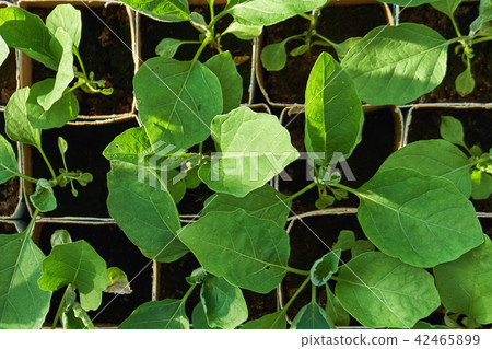 Cabbage seedlings in flower pots ready to plant. Cabbage seedlings in flower pots ready to plant. 42465899