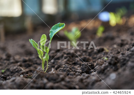 Cabbage seedling growing in the soil in greenhouse. Cabbage seedling growing in the soil in greenhouse. 42465924