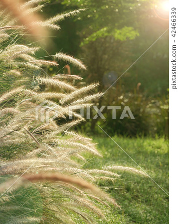 White grass flowers facing sunlight White grass flowers facing sunlight 42466339