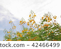 Yellow pride of barbados caesalpinia pulcherrima 42466499