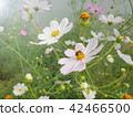 Bee collecting nectar from white cosmos flower 42466500