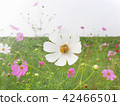 Bee collecting nectar from white cosmos flower 42466501