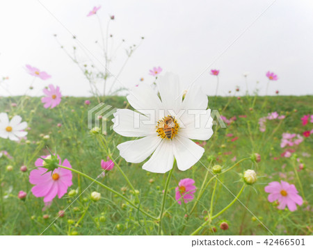 Bee collecting nectar from white cosmos flower 42466501