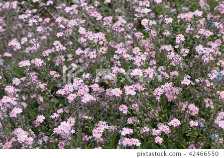 Was lengsa pink Was lengsa pink 42466550