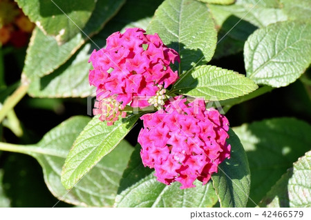 Dark pink lantana (Citihengae) blooming in Mitaka Nakahara Dark pink lantana (Citihengae) blooming in Mitaka Nakahara 42466579