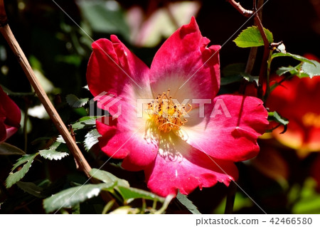 A red single rose blooming in Mitaka Nakahara (cocktail) 42466580