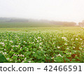 Large buckwheat field white flowers in bloom 42466591