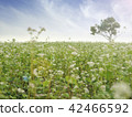 Large buckwheat flowers bloom and single tree 42466592