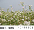 Buckwheat field white flowers close-up 42466593