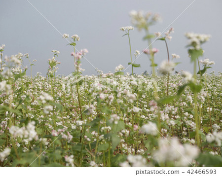 Buckwheat field white flowers close-up 42466593