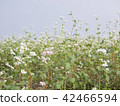Buckwheat field white flowers close-up 42466594