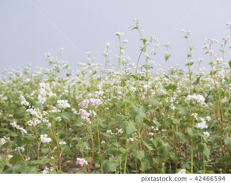 Buckwheat field white flowers close-up 42466594