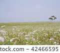 Large buckwheat flowers bloom and single tree 42466595