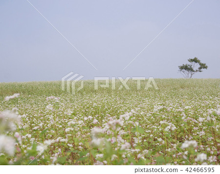 Large buckwheat flowers bloom and single tree 42466595