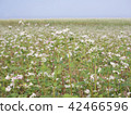 Large buckwheat field white flowers in bloom 42466596