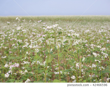 Large buckwheat field white flowers in bloom 42466596