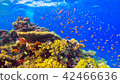 Tropical Fish on Vibrant Coral Reef 42466636