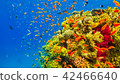 Tropical Fish on Vibrant Coral Reef 42466640