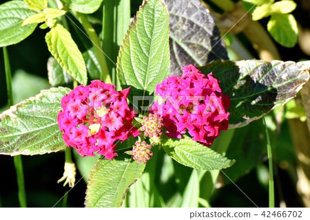 Dark pink lantana (Citihengae) blooming in Mitaka Nakahara Dark pink lantana (Citihengae) blooming in Mitaka Nakahara 42466702