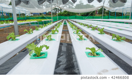 Hydroponic farm for health market Hydroponic farm for health market 42466808