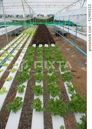 Hydroponic farm for health market Hydroponic farm for health market 42466810