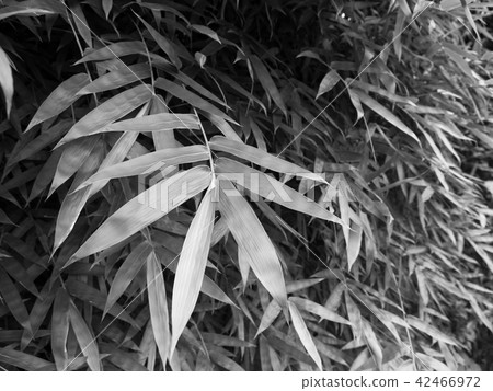 竹葉 竹葉 42466972