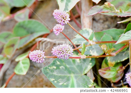 開花在三鷹中原的向日葵 開花在三鷹中原的向日葵 42466991