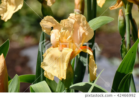 Orange iris blooming in Mitaka Nakahara 42466992