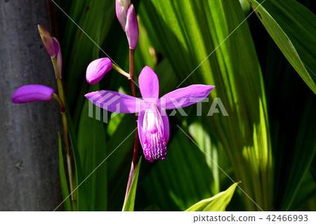 Silane blooming in Mitaka Nakahara (purple orchid) Silane blooming in Mitaka Nakahara (purple orchid) 42466993