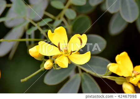 Cobanosena blooming in Mitaka Nakahara Cobanosena blooming in Mitaka Nakahara 42467098