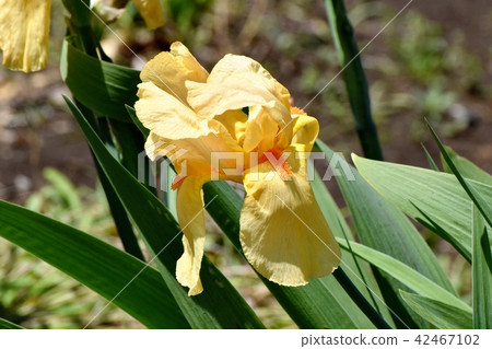 開花在三鷹中原的橙色虹膜 開花在三鷹中原的橙色虹膜 42467102