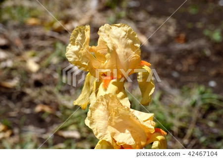 開花在三鷹中原的橙色虹膜 開花在三鷹中原的橙色虹膜 42467104