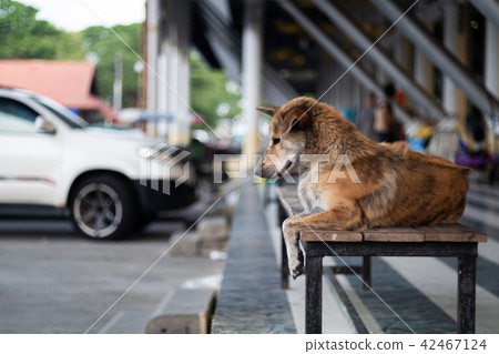 Stray dog sitting on bench. Stray dog sitting on bench. 42467124