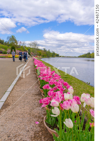 Kasai花卉中心的鬱金香（兵庫縣I座，兵庫縣Kasai市）*在評論欄中拍攝位置 42467150
