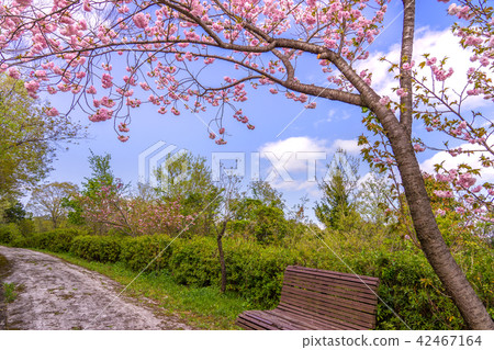 葛西花卉中心(兵庫縣葛西市豐倉町飯倉市)上排滿了櫻桃樹*註解部分中的照片位置 葛西花卉中心(兵庫縣葛西市豐倉町飯倉市)上排滿了櫻桃樹*註解部分中的照片位置 42467164