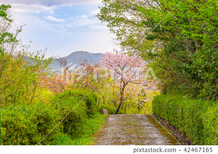 葛西花卉中心(兵庫縣葛西市豐倉町飯倉市)上排滿了櫻桃樹*註解部分中的照片位置 葛西花卉中心(兵庫縣葛西市豐倉町飯倉市)上排滿了櫻桃樹*註解部分中的照片位置 42467165