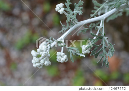 Silver ragwort Cirrus 42467252