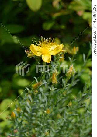 Mount Olympus St Johns-wort 42467253