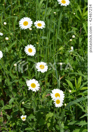 White daisy flowers 42467254