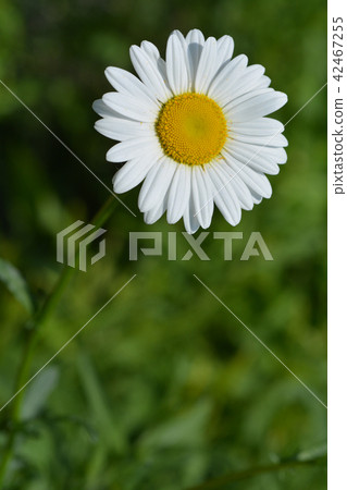 White daisy 42467255