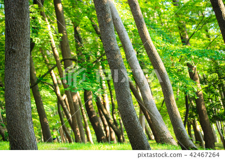 Summer pine forest 42467264